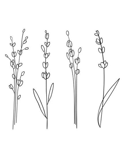 ENGLISH LAVENDER